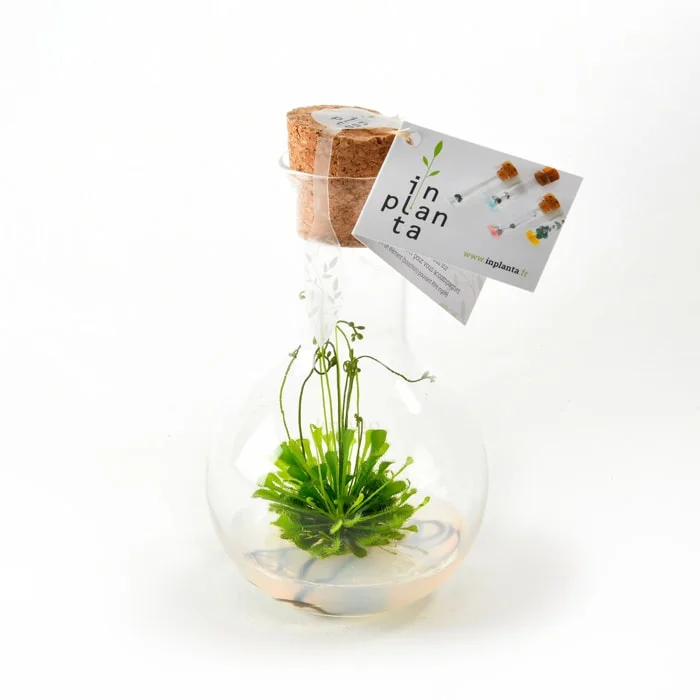LAGENCE-inplanta-etiquette2 Packaging Beauty Garden