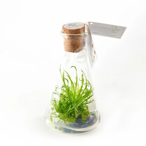 LAGENCE-inplanta-etiquette3 Packaging Beauty Garden